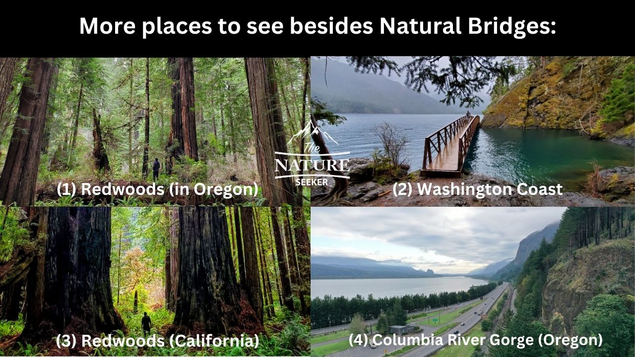 things to see by natural bridges oregon 08
