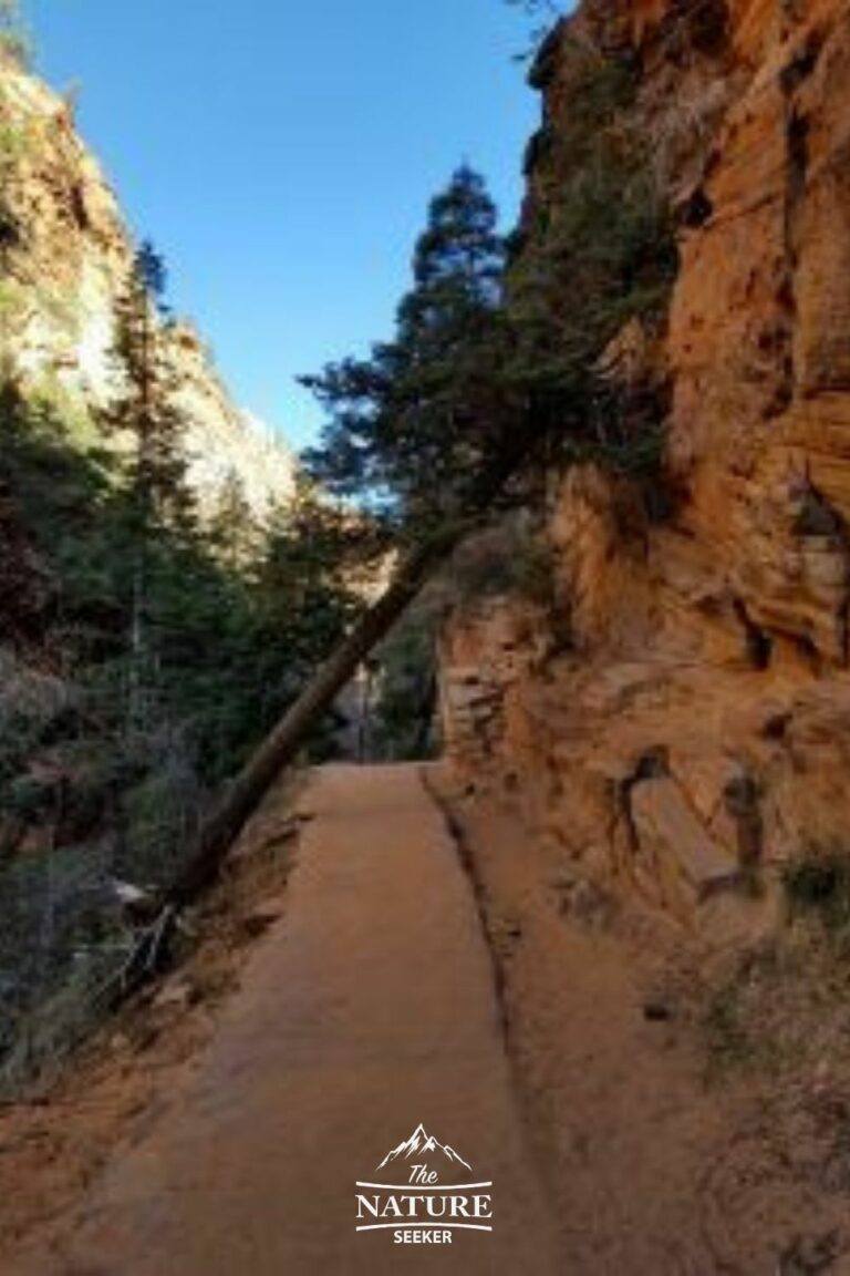 How Dangerous is The Angels Landing Hike? 5 Things to Know