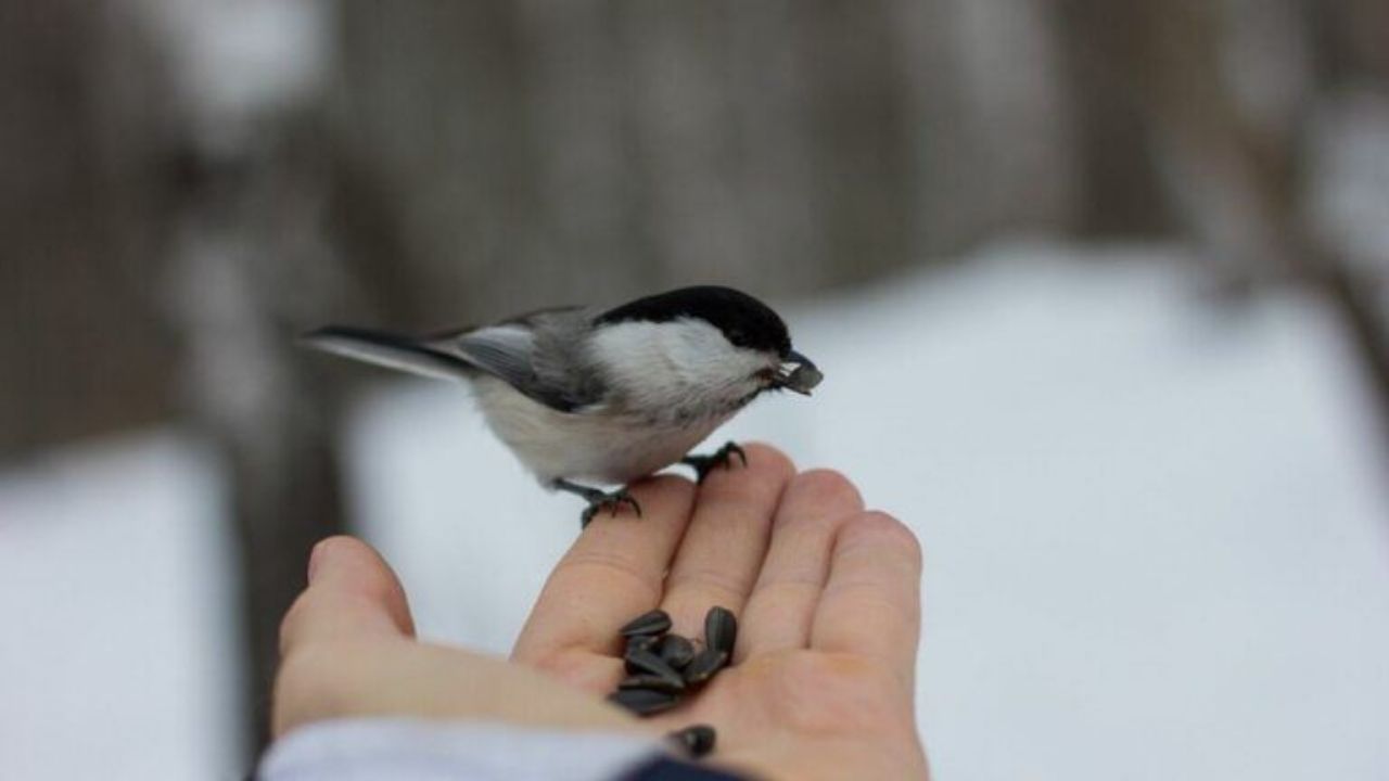 mont tremblant national park feeding birds 01