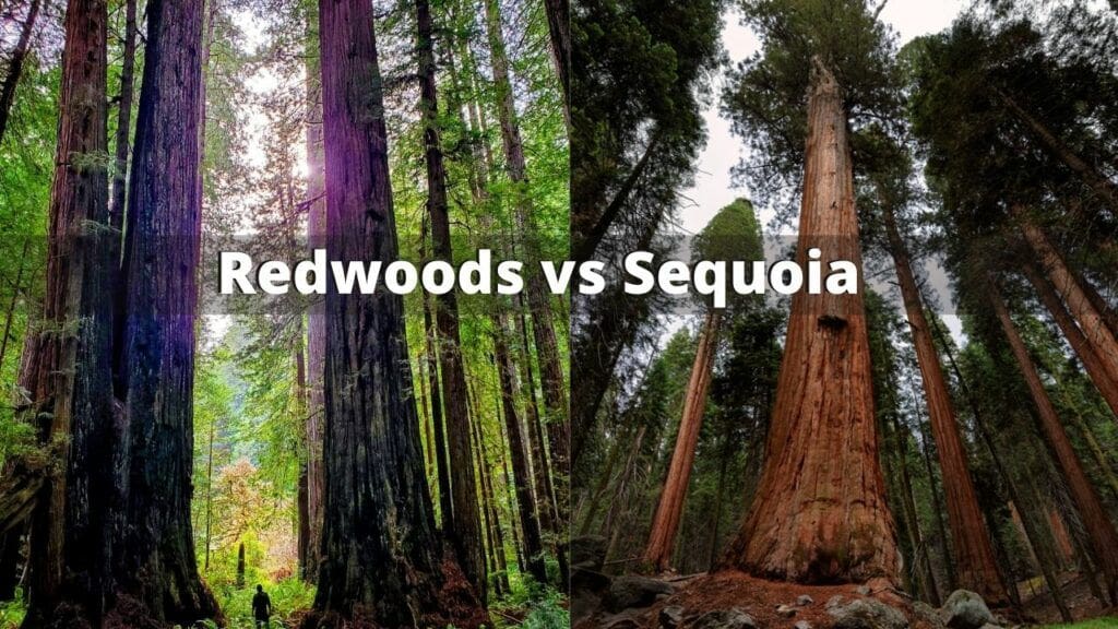 Redwoods vs Sequoia