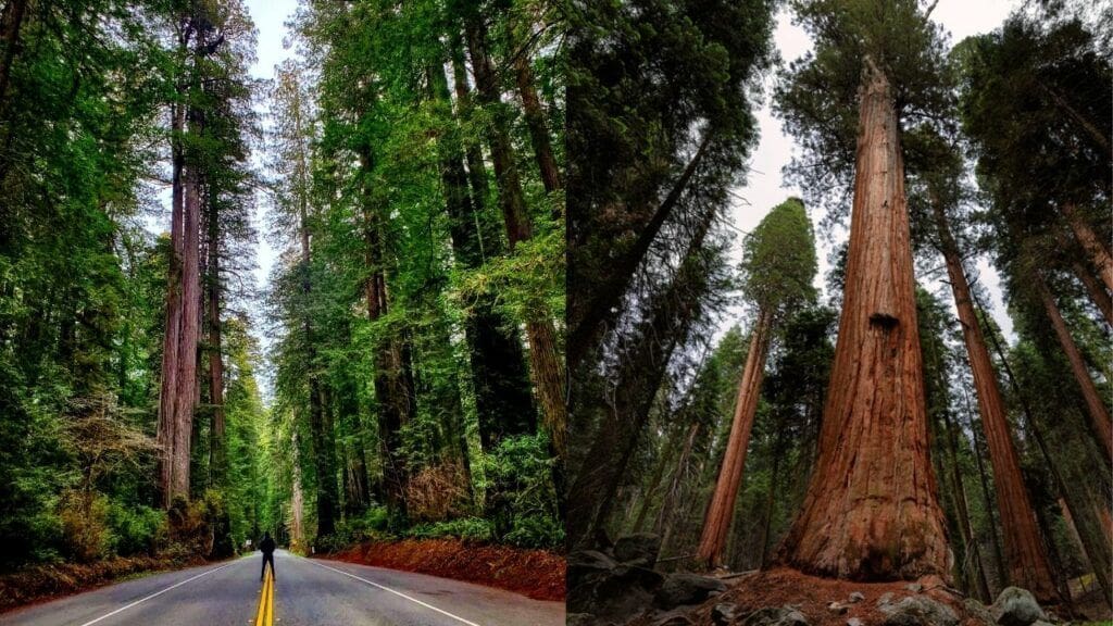 redwood-vs-sequoia-which-park-should-you-visit