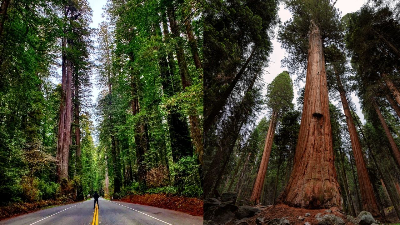 Redwoods vs Sequoia 2
