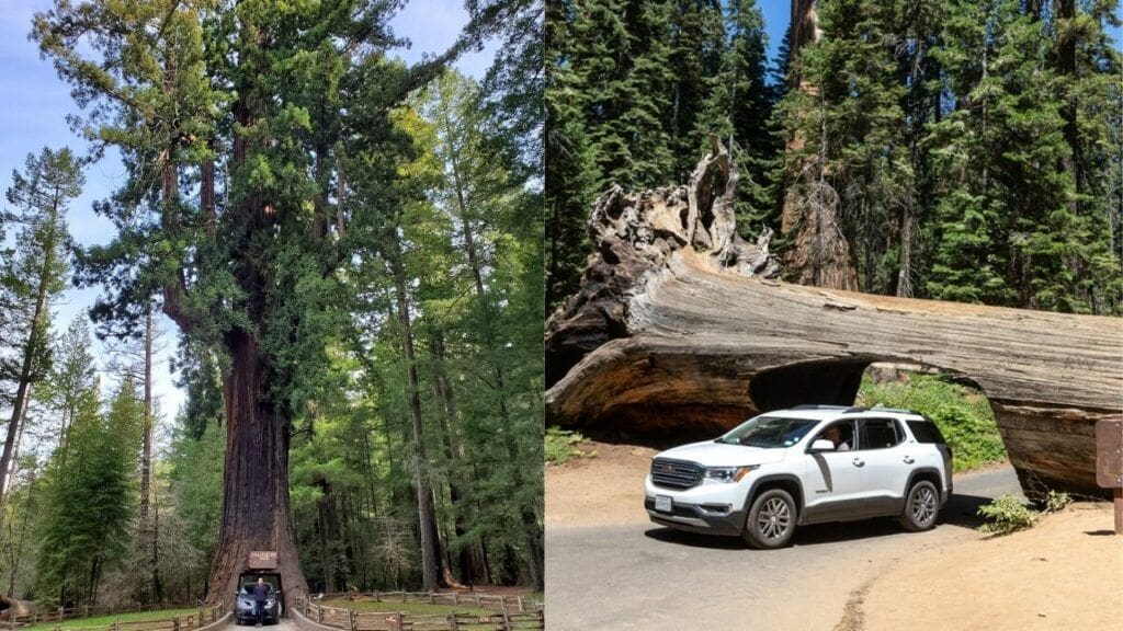 Redwoods vs Sequoia 3