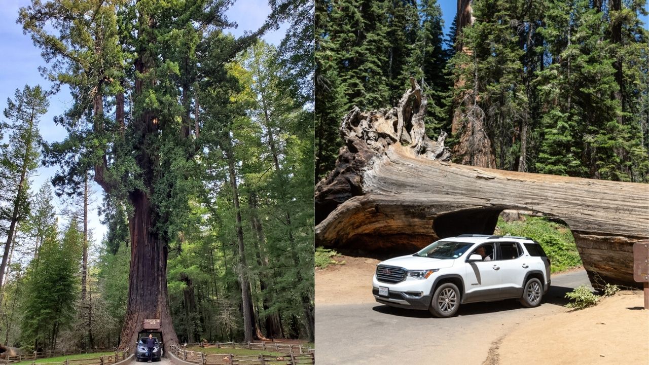 redwoods-vs-sequoia-3-the-nature-seeker