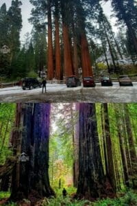 Redwood vs Sequoia: Which Park Should You Visit?