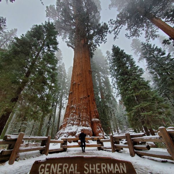 biggest sequoia tree in the world general sherman