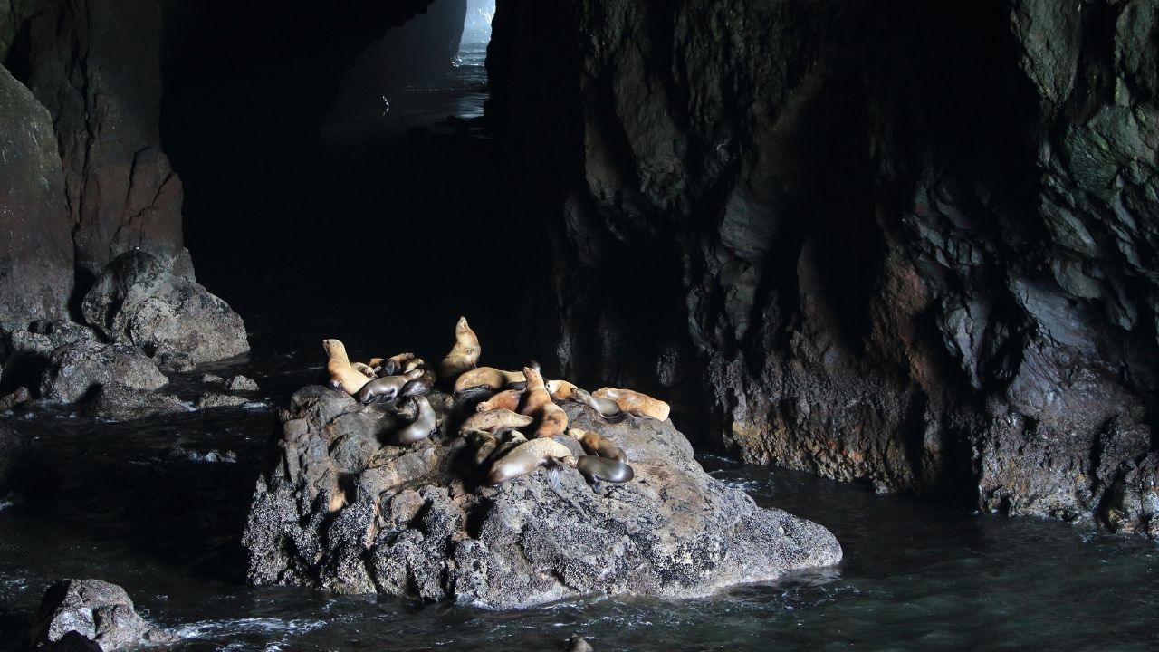 florence oregon coast sea lion cave