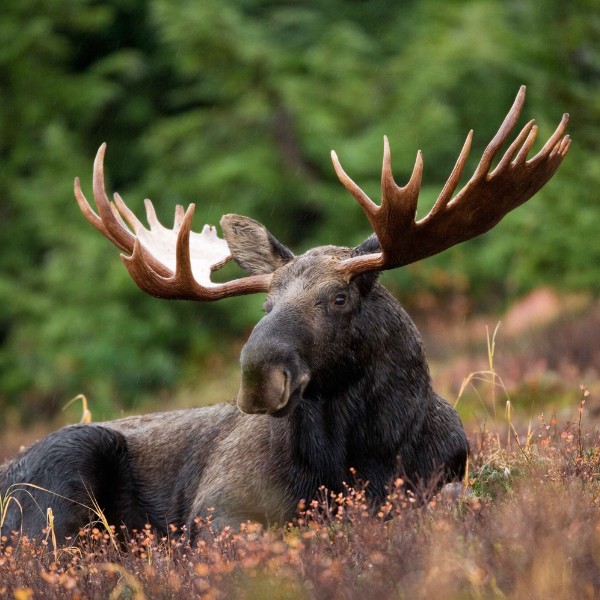 moose gros morne national park 01