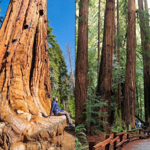 muir woods vs sequoia national park 01