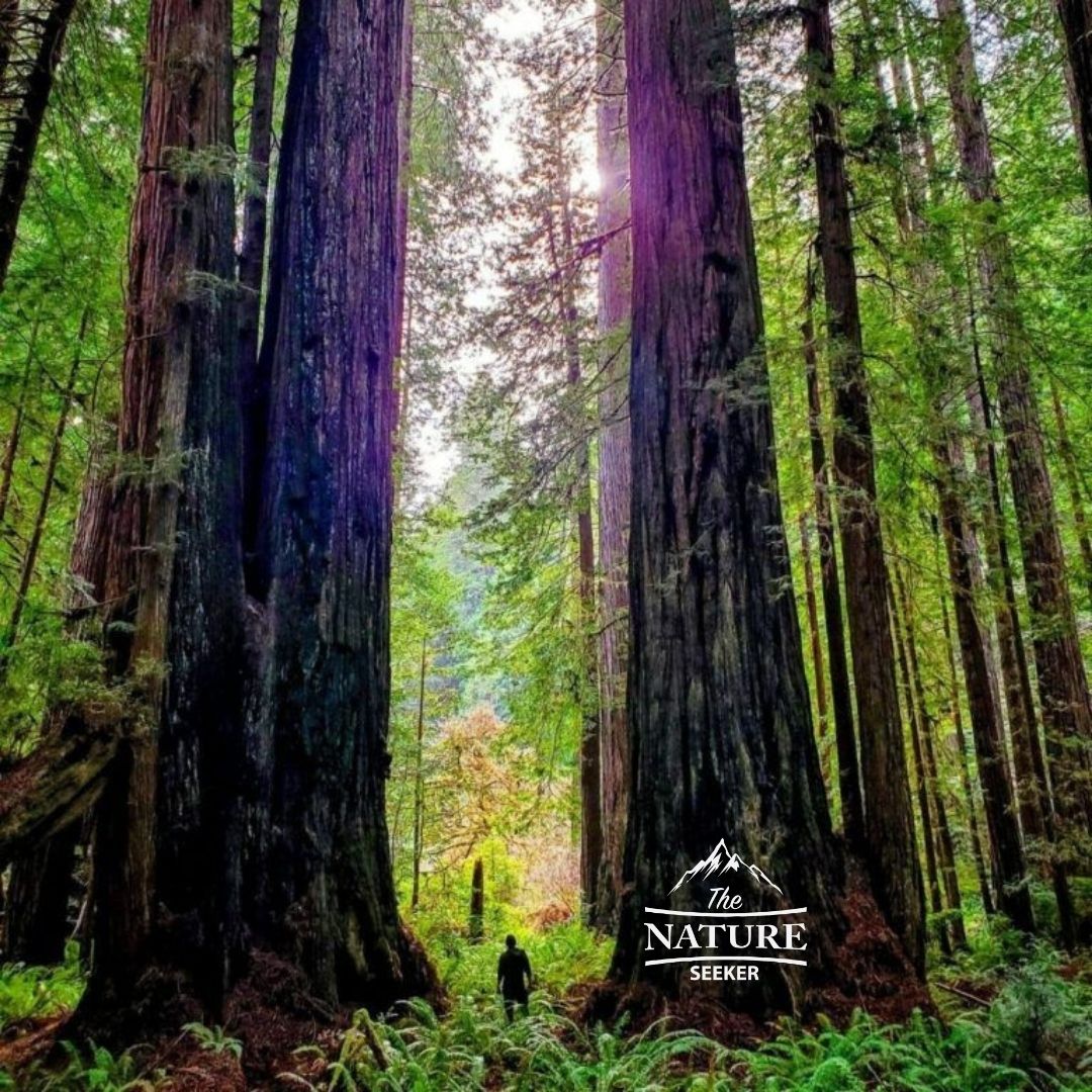pacific northwest road trip and the redwoods