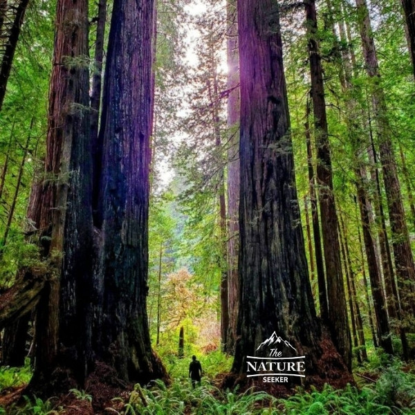 redwood forest 01