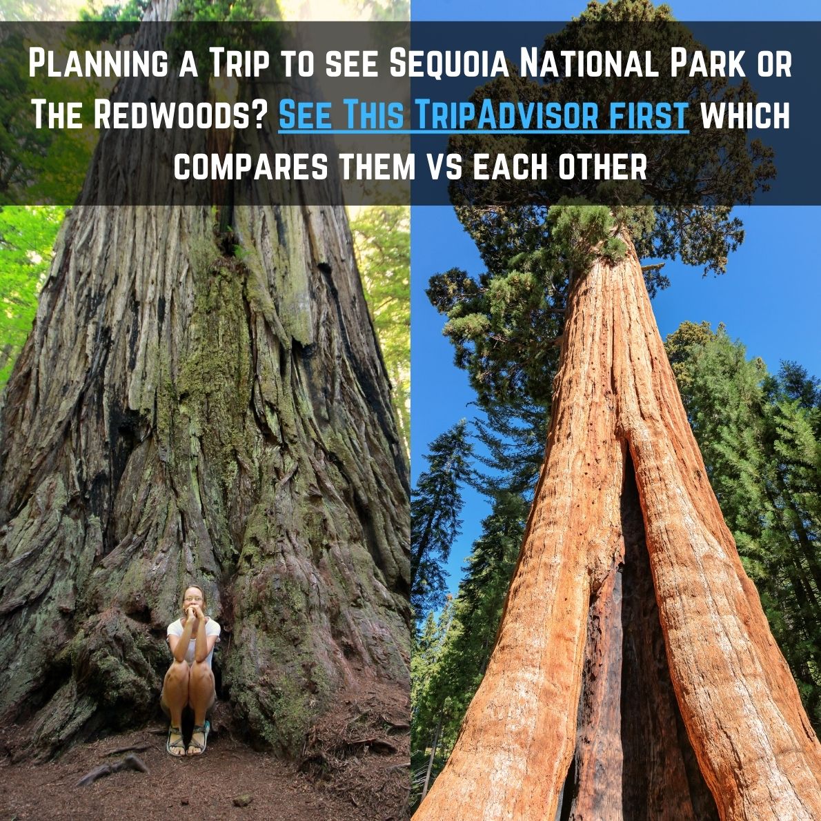 redwoods vs sequoia tripadvisor post 05