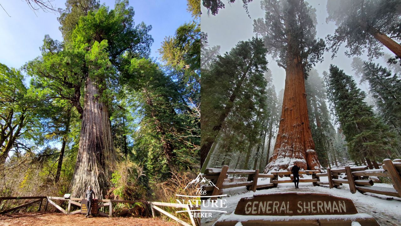 sequoia national park vs redwood national park photo comparison