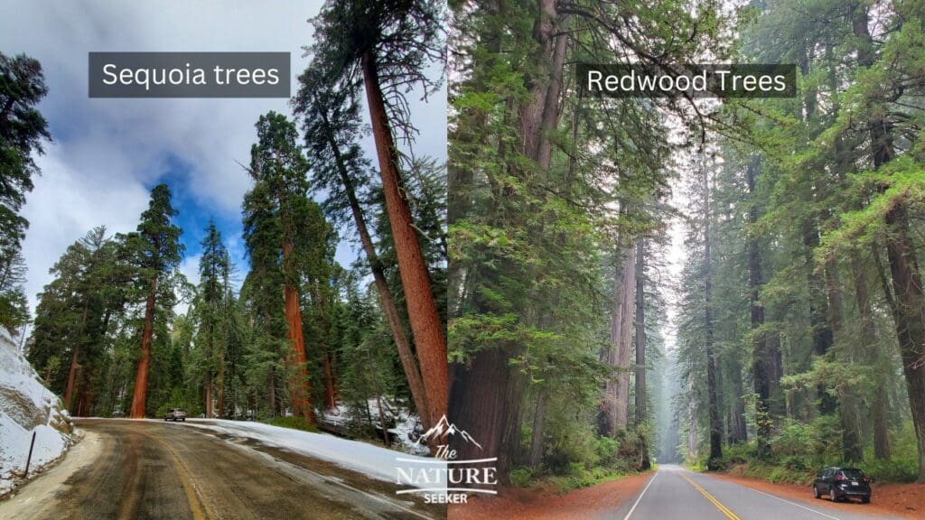 Redwood vs Sequoia Which Park Should You Visit?