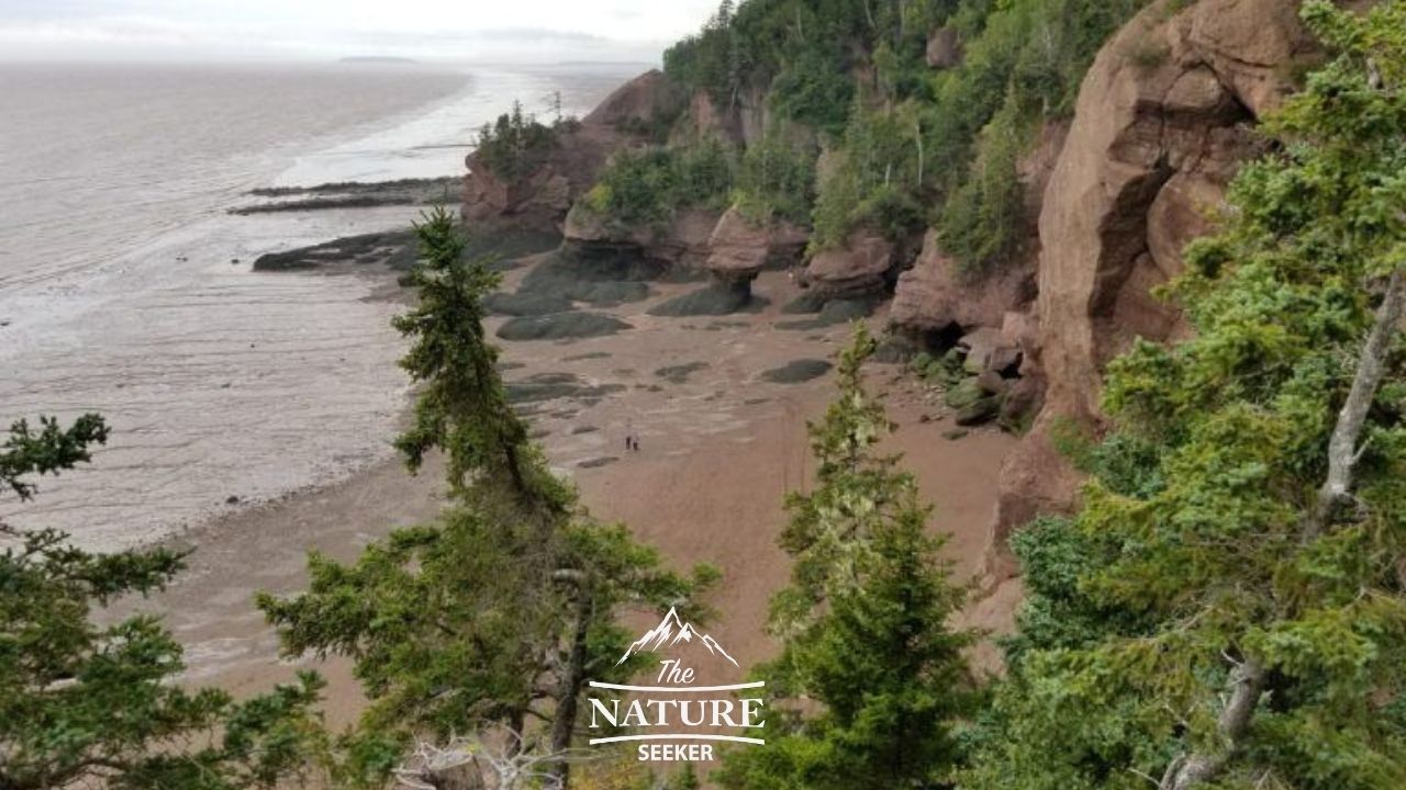 bay of fundy hopewell rocks viewing area 07