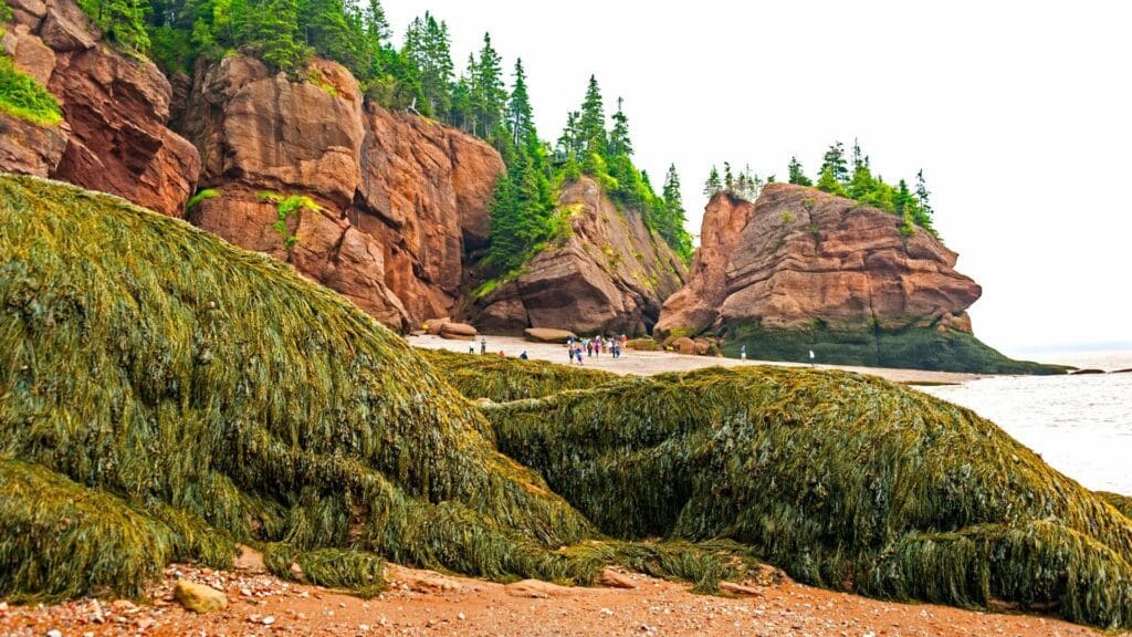 bay of fundy national park 04