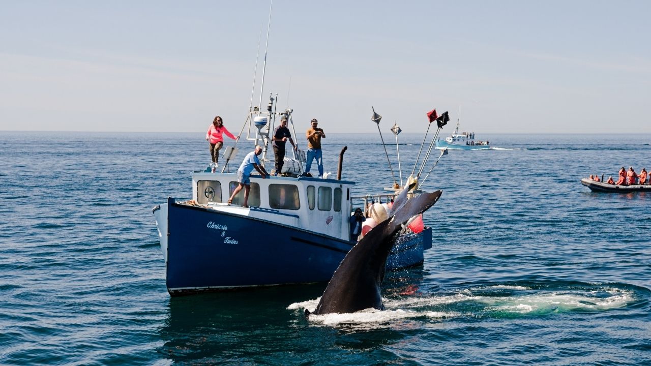 bay of fundy whale watching tours 08