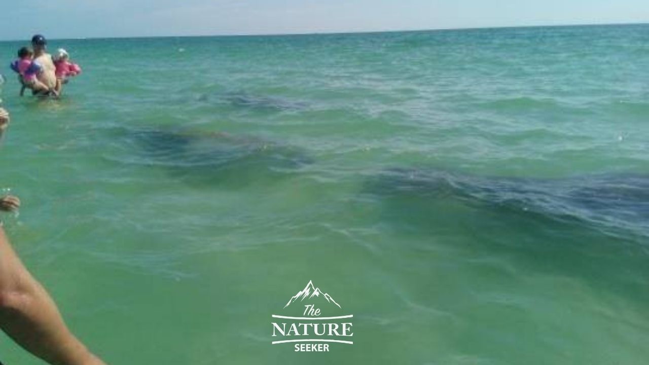 cocquina beach florida manatee sighting 02