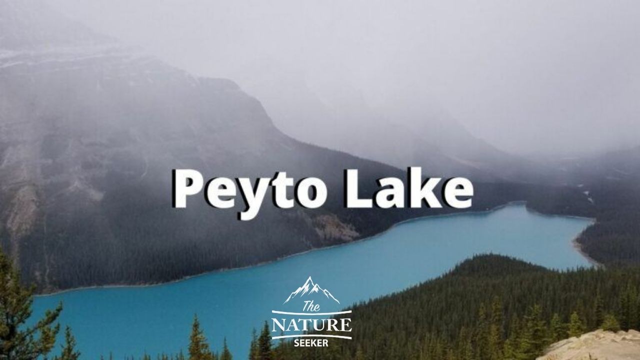 places to see in the canadian rockies peyto lake 02