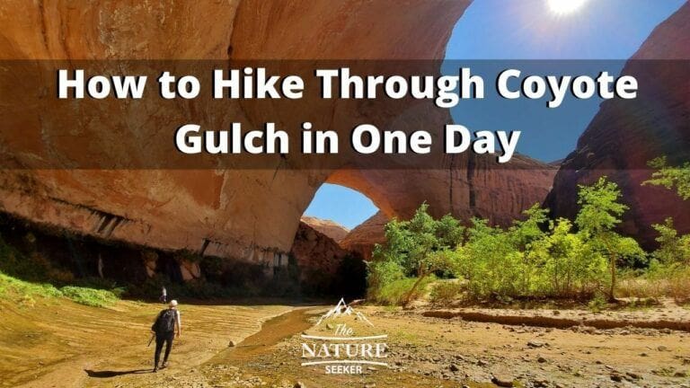 How to do The Coyote Gulch Hike in One Day