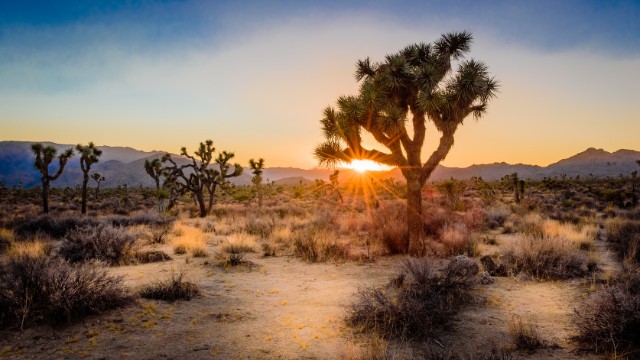 best places to visit in california joshua tree national park 03