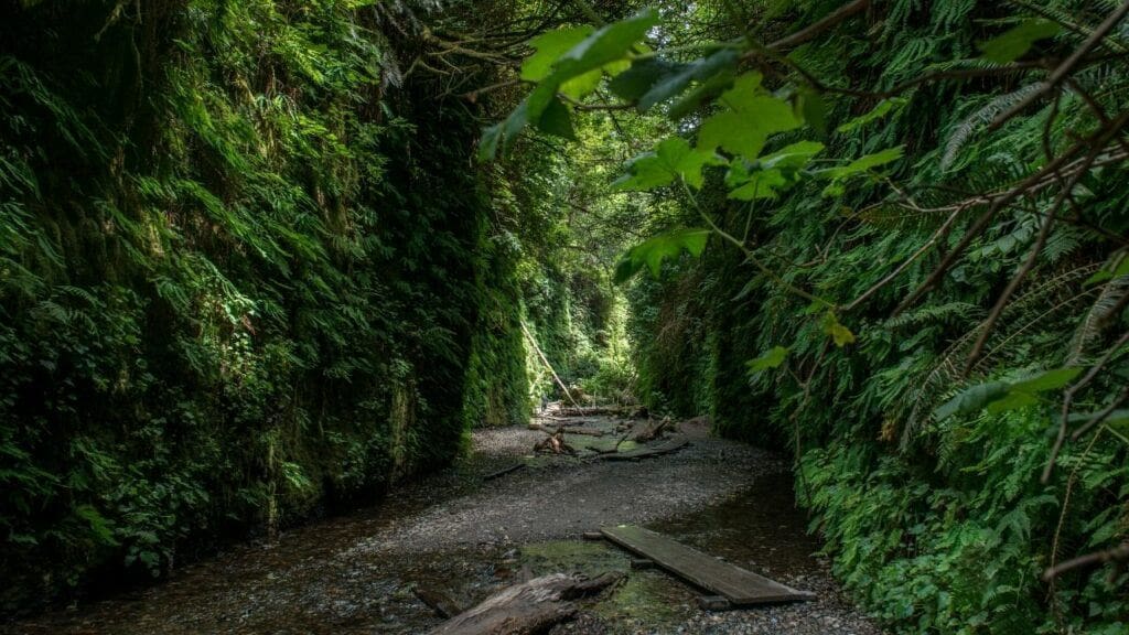 fern canyon california coast