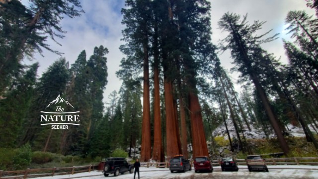 sequoia national park best places to visit in california 07