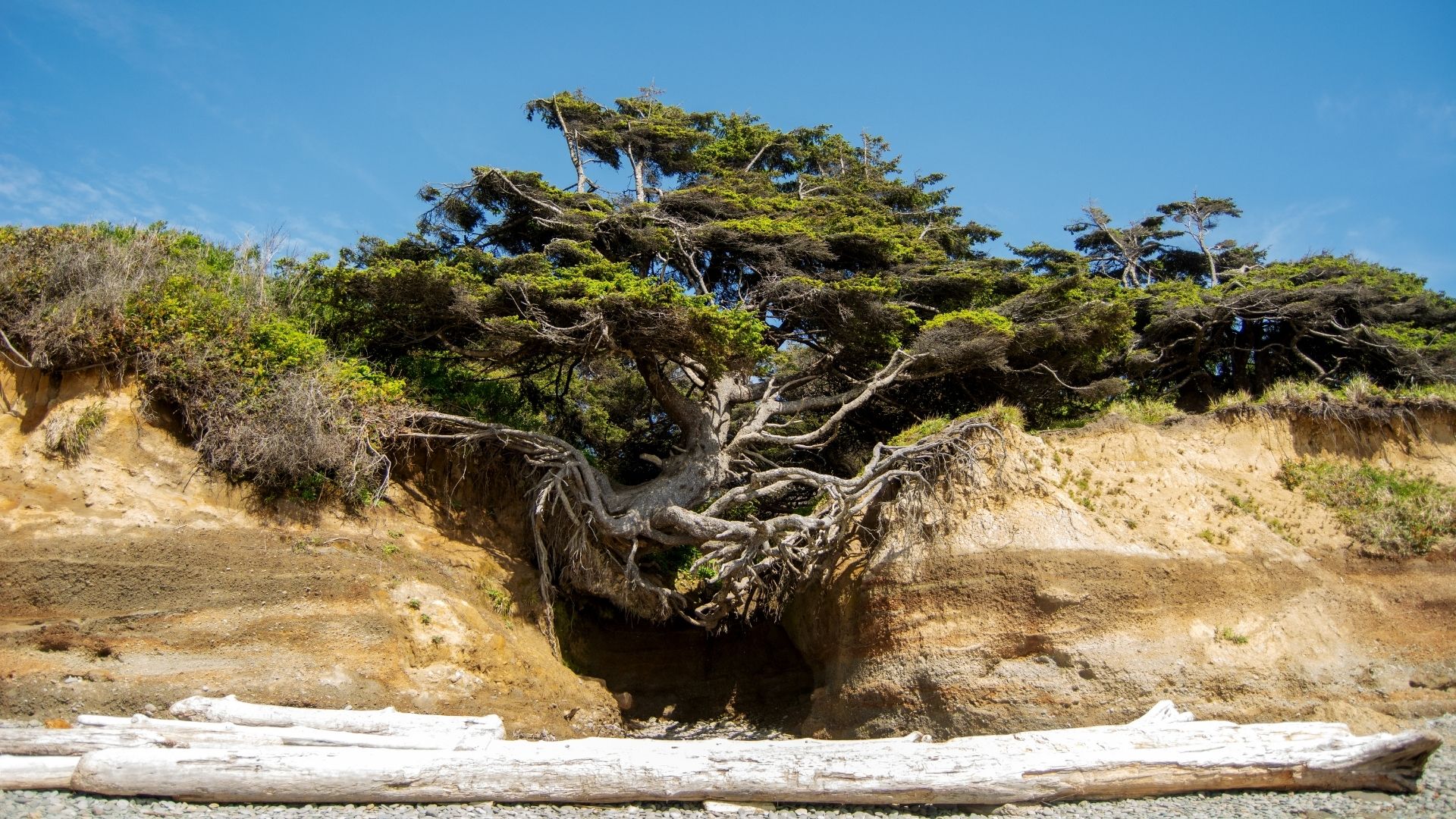 tree of life washington coast places to see