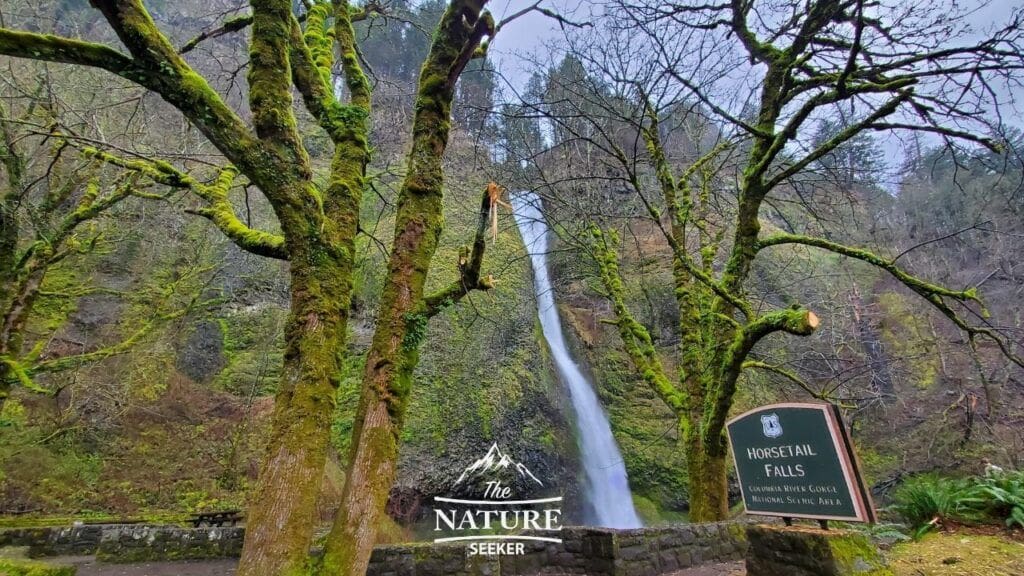 horsetail falls at columbia river gorge photo 01