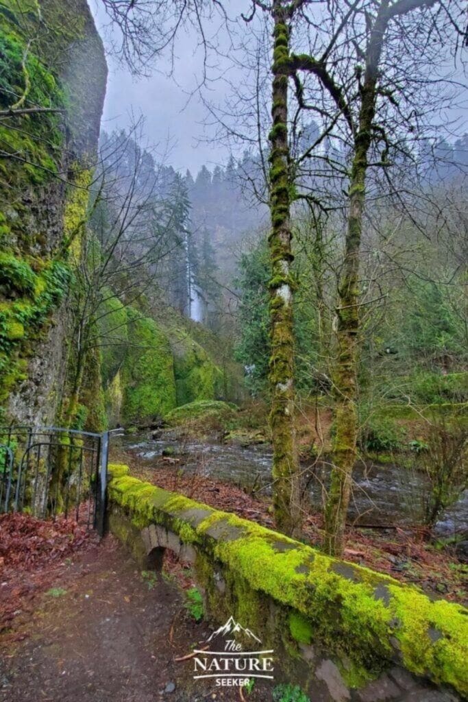 spring bloom at columbia river gorge photo