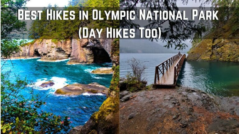 16 Best Hikes in Olympic National Park You Have to go to!