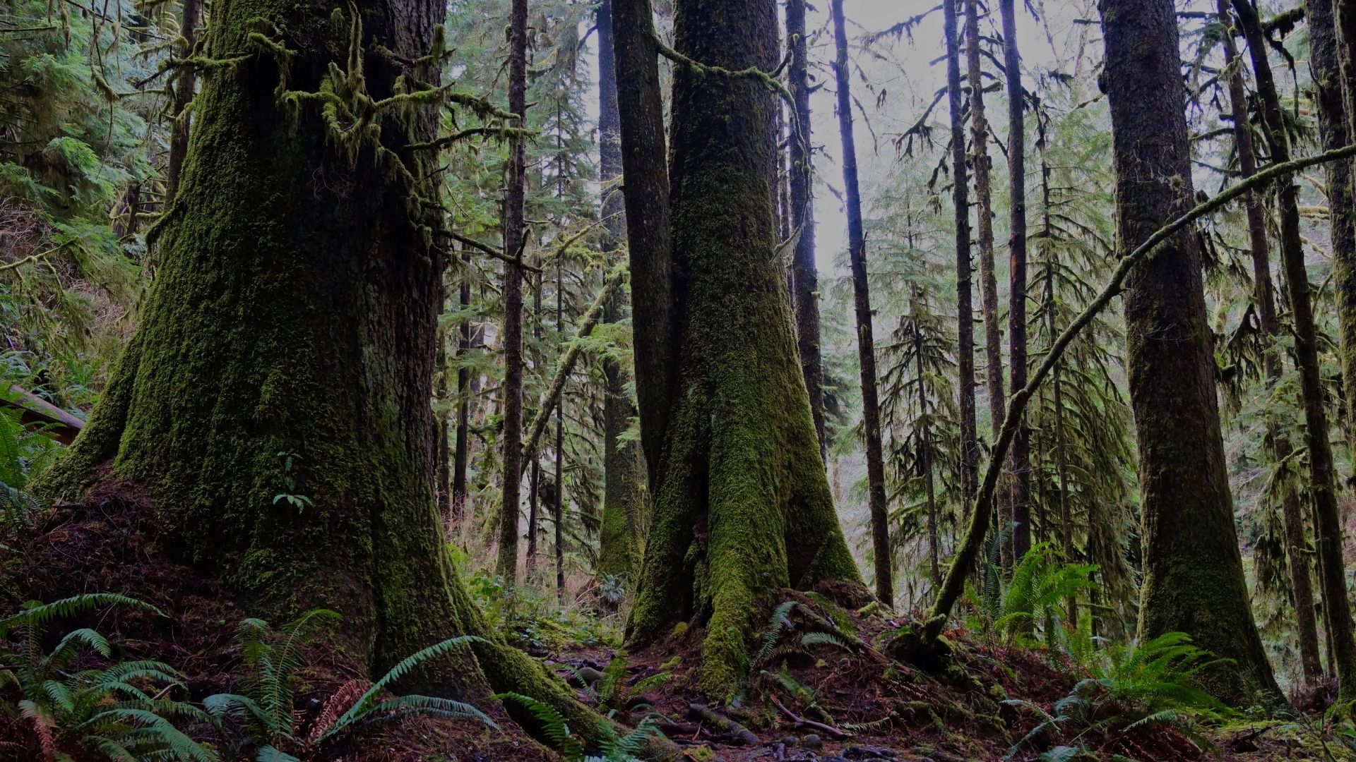 quinault rainforest olympic national park 02