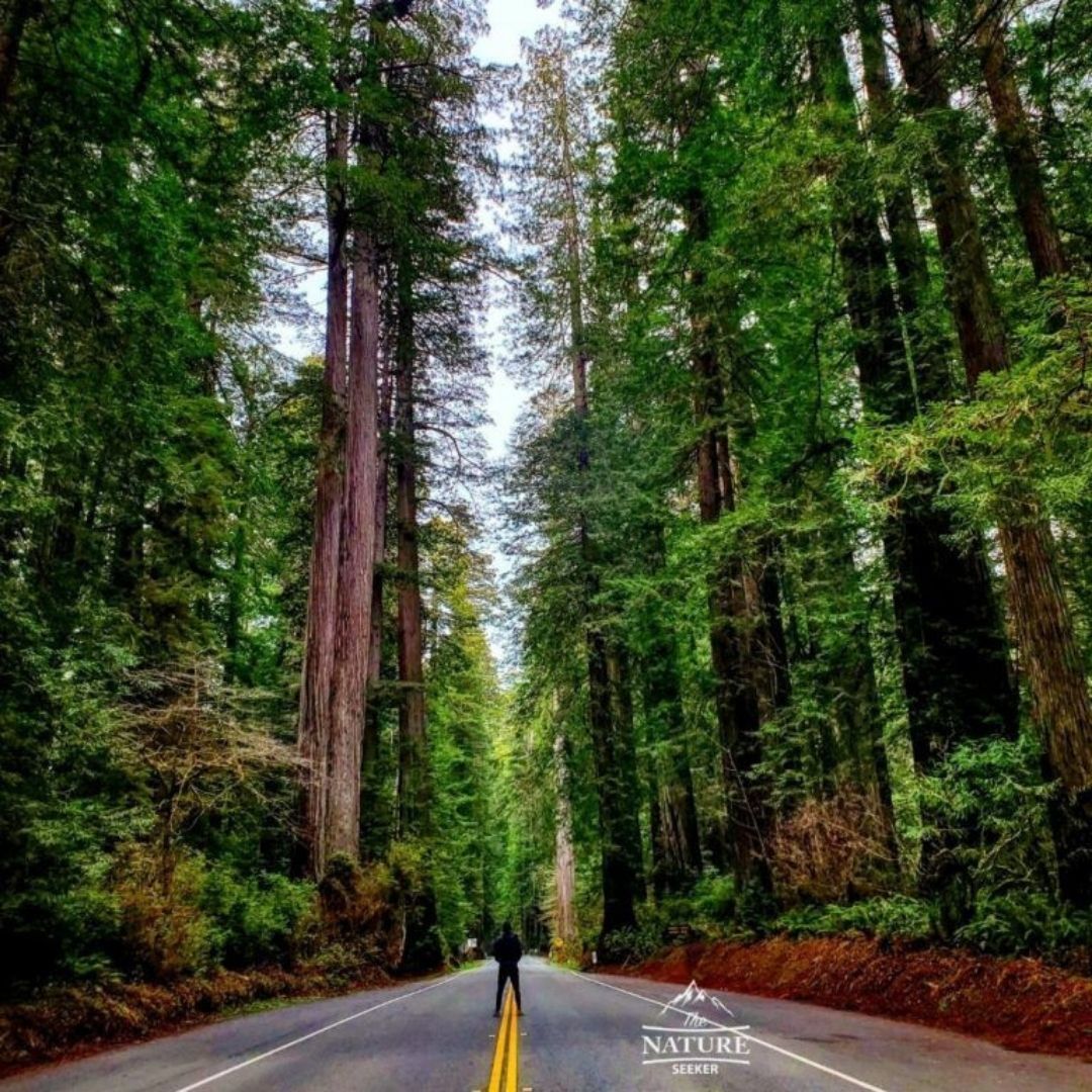 Redwoods national park hiking trail northern california 03