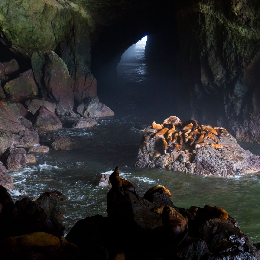 famous sea lion cave on the oregon coast 06