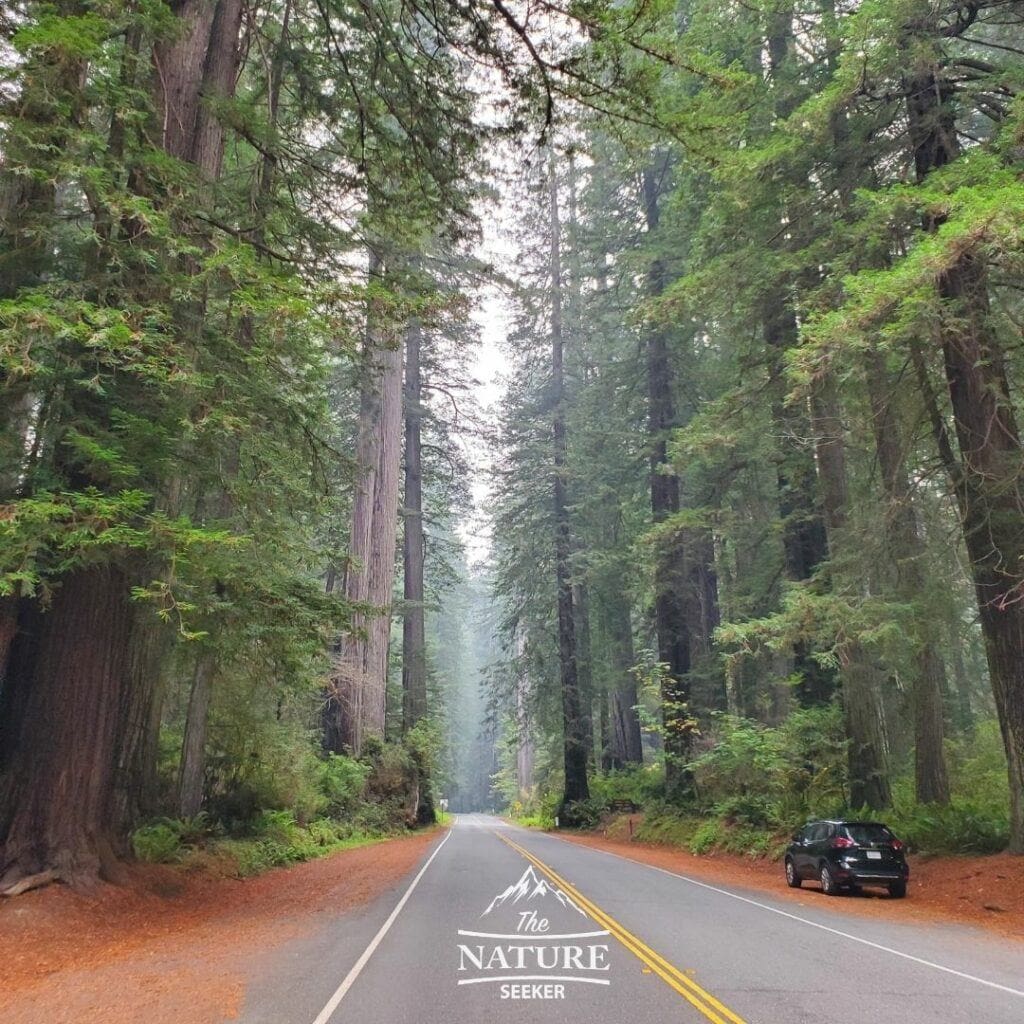 The 9 Best Scenic Drives in Northern California