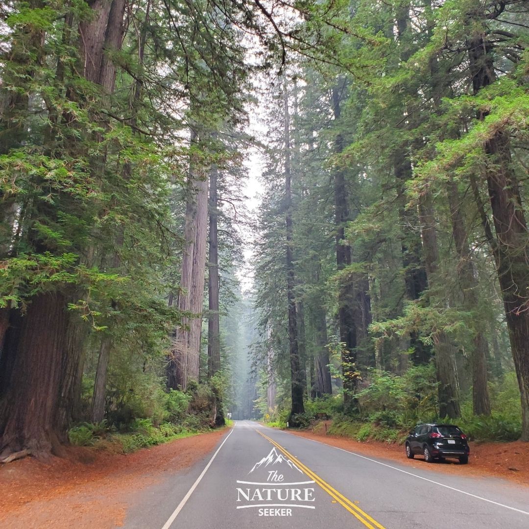 prairie creek redwoods park scenic drive