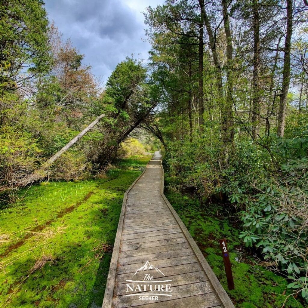 Kuser Natural Area trail in high point state park