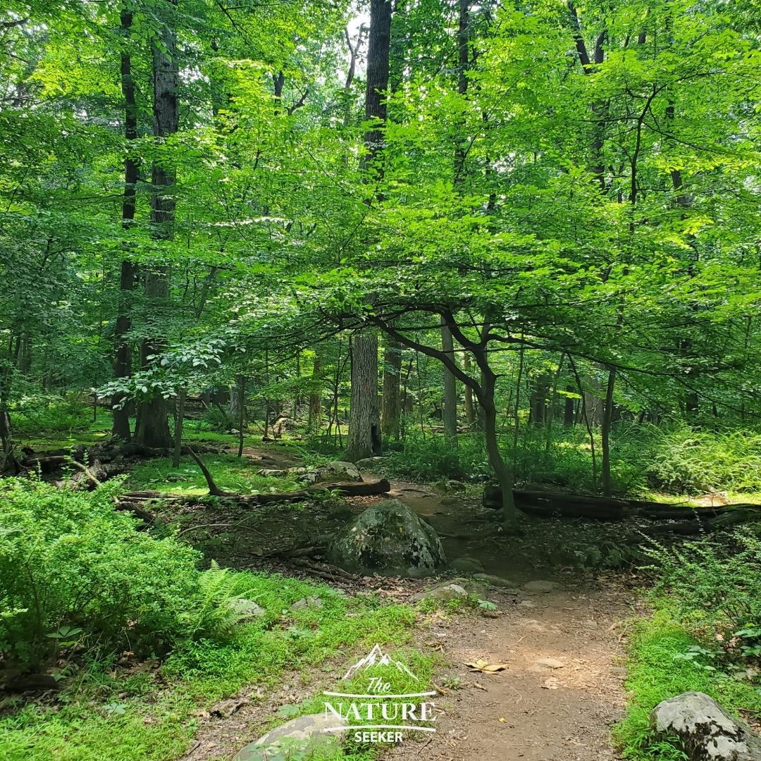 sourland mountain preserve red black trail area