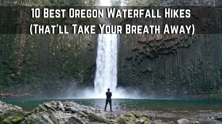 12 Best Oregon Waterfall Hikes That’ll Take Your Breath Away