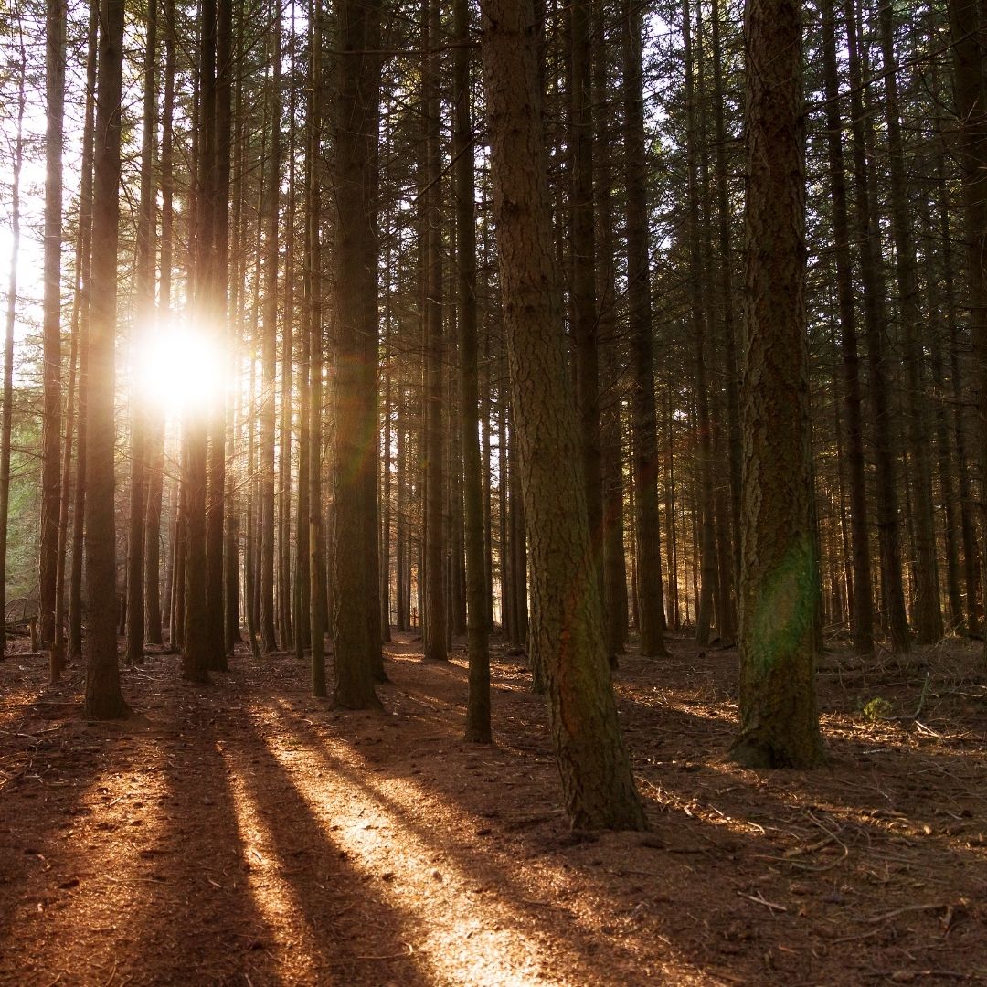 sun setting in the woods long hike