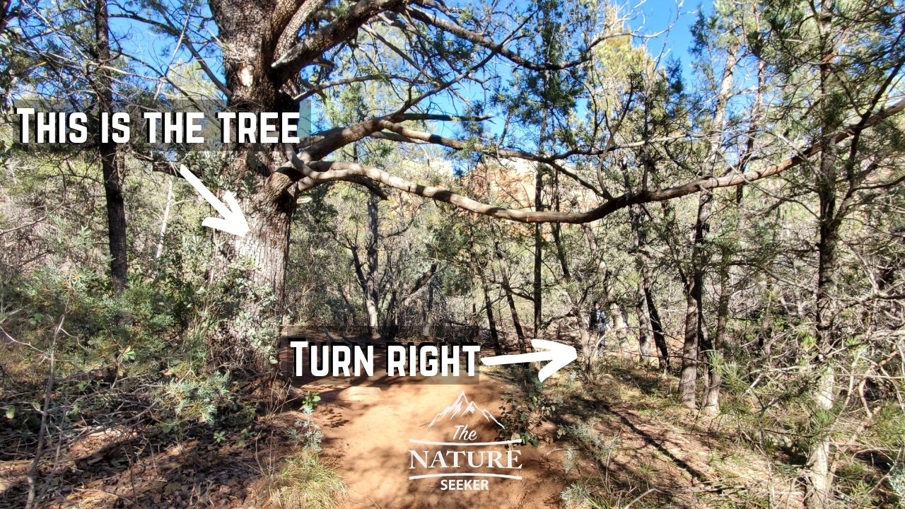 crocodile tree boyton canyon to subway cave 05