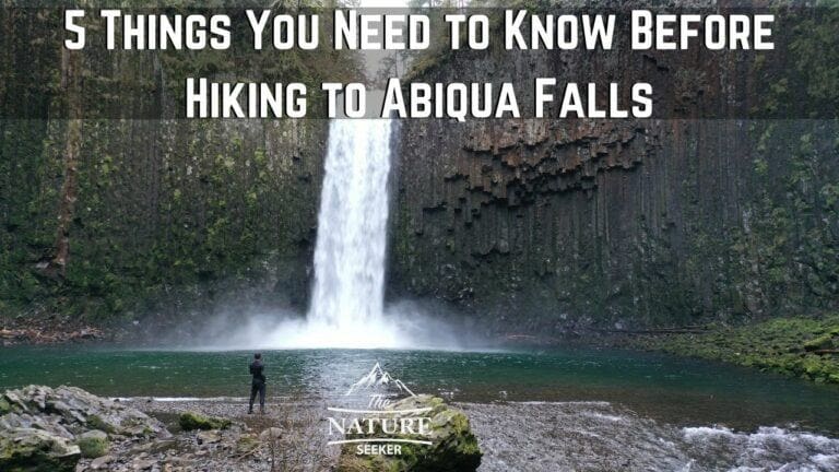How to Hike to Abiqua Falls Oregon For First Timers