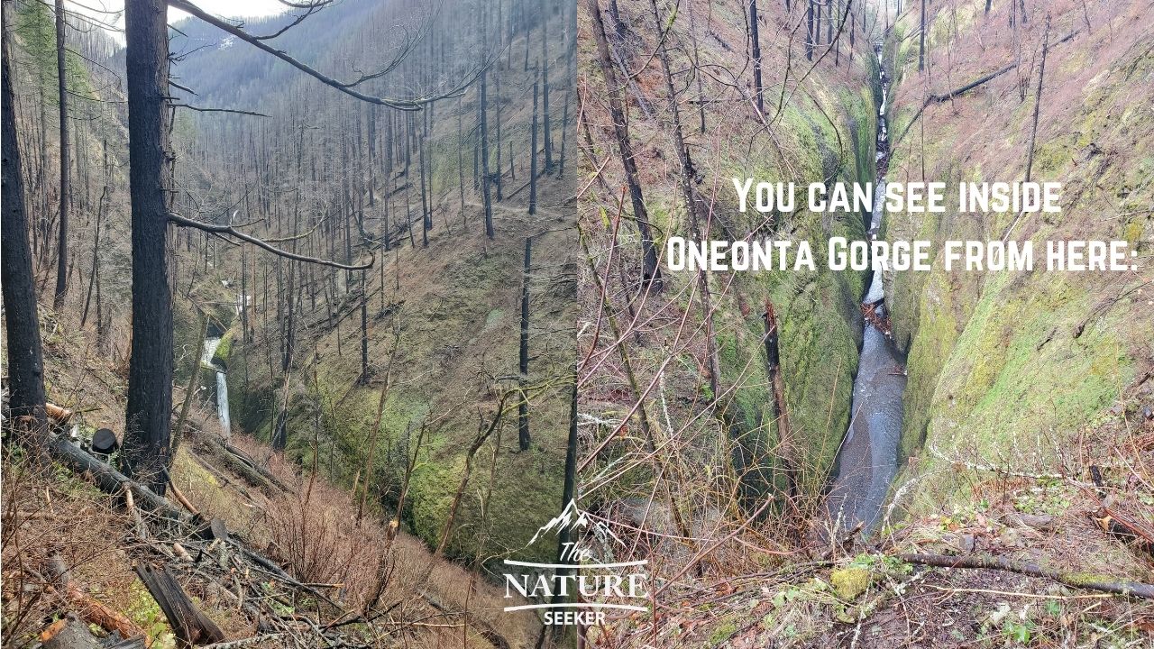 top of oneonta gorge view 05