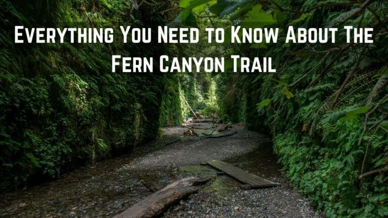 Everything You Need to Know About The Fern Canyon Trail