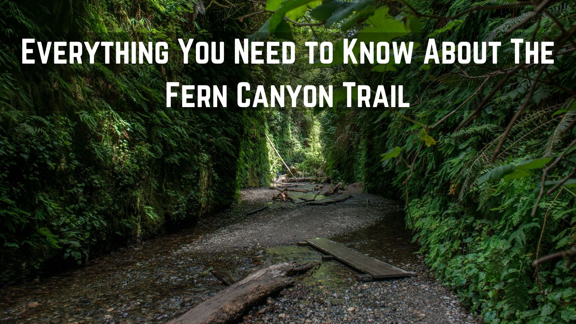 fern canyon trail
