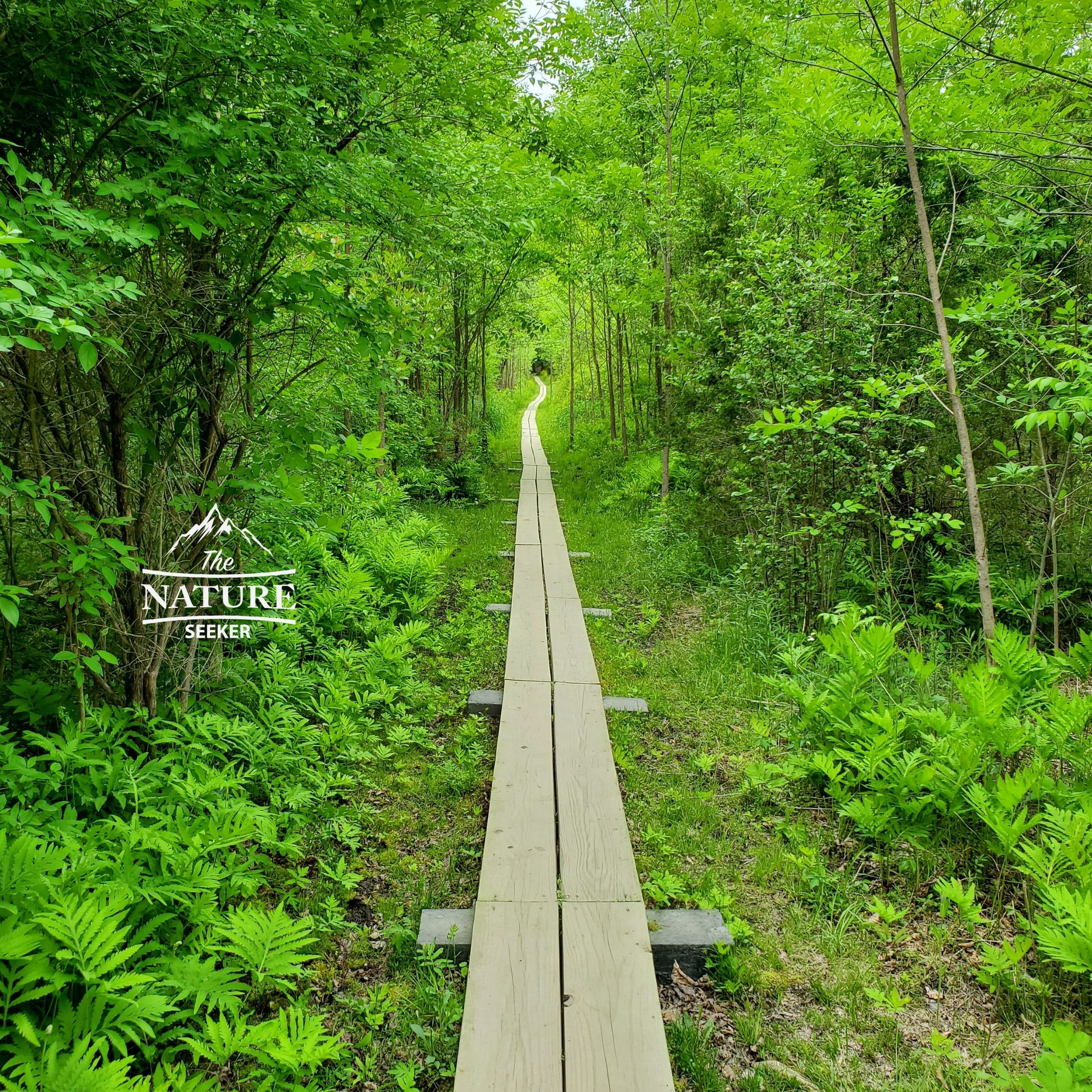 Appalachian Trail Stairway To Heaven