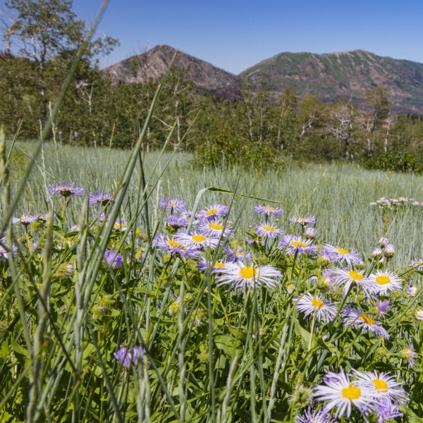 Loafer Mountain nebo loop scenic byway 01