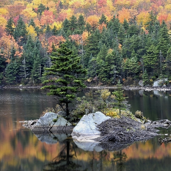 beaver pond near lost river gorge 01