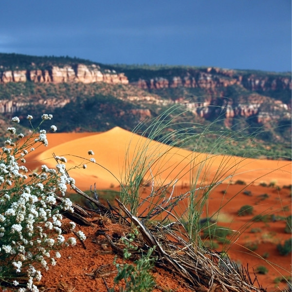 coral pink sand dunes park near kanab utah 01