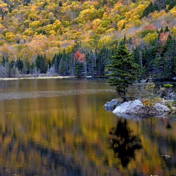 beaver pond new hampshire best places for fall foliage new england